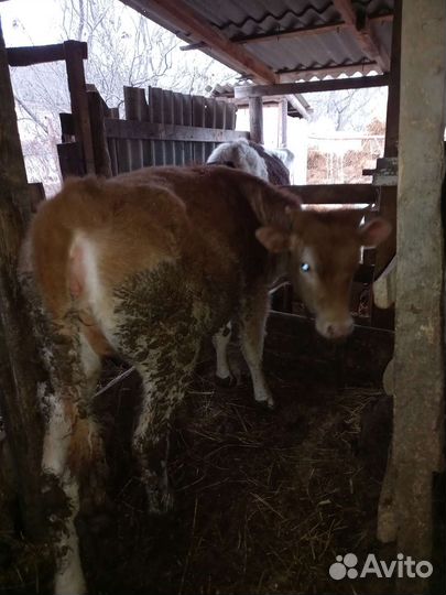 Коровыи бычки