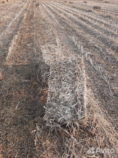 Сено соя в тюках