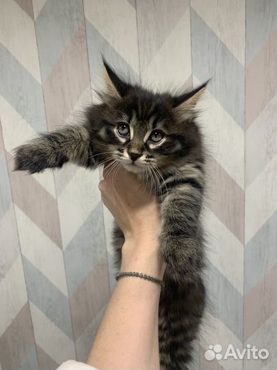 Курильский бобтейл котенок
