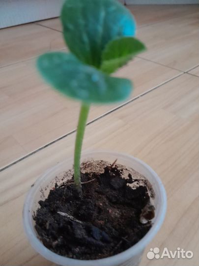 Рассада - кабачки