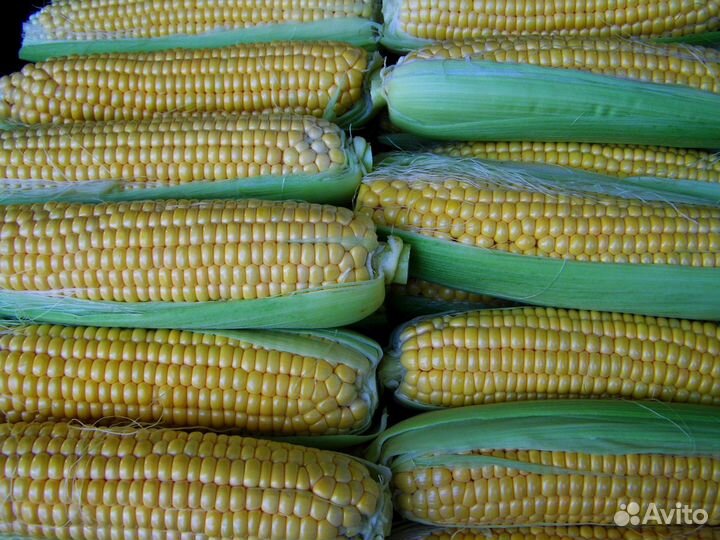 Семена сладкой кукурузы