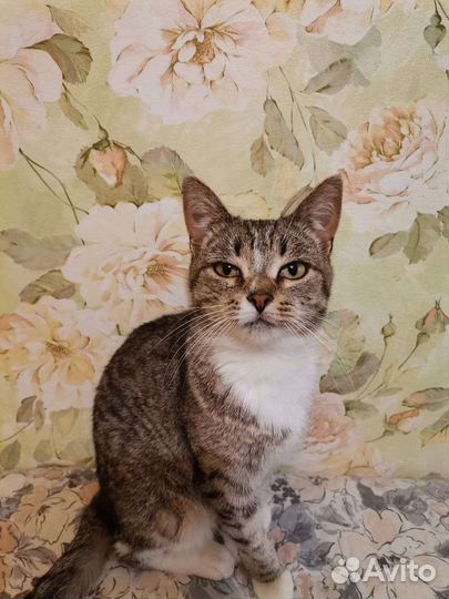 В добрые руки