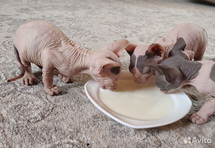 Канадский сфинкс