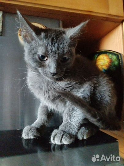 Домашние кошки