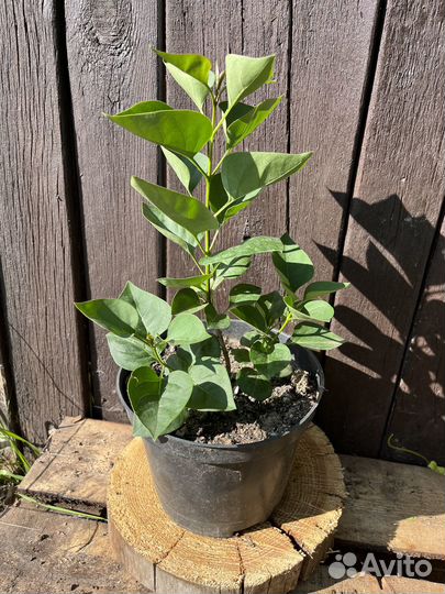 Сирень сортовая