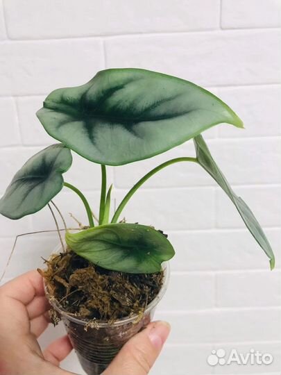 Клубни сортовых Алоказий