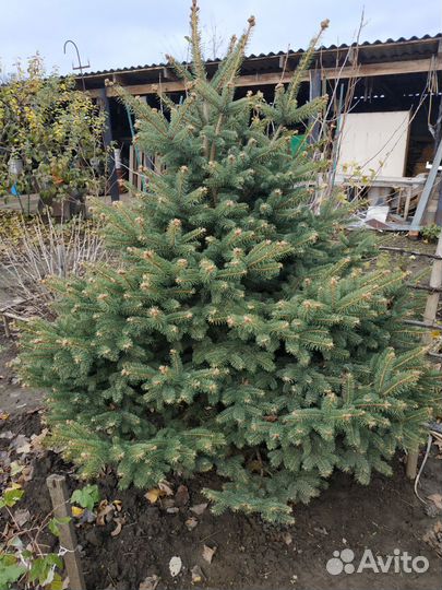 Ель голубая живая 1.6 м
