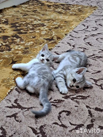 Британские котята