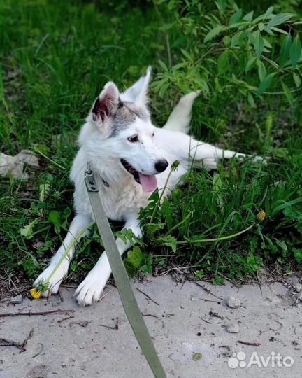 Отдам собаку в добрые руки