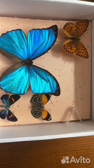 Бабочка сушеная