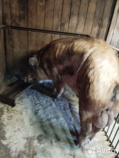 Хряк, 2 года