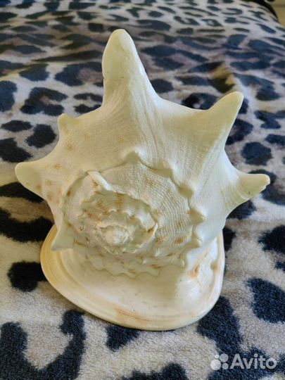 Ракушка морская большая Кассис Корнута