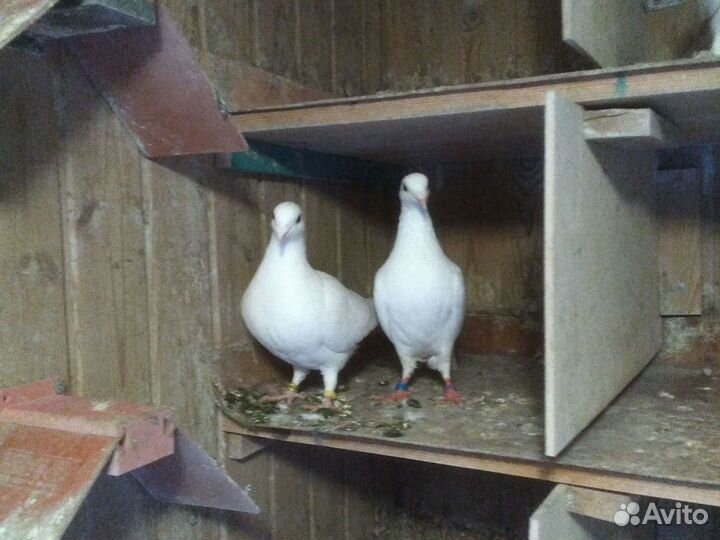 Голуби на выпускной, свадьбу и высоколетные