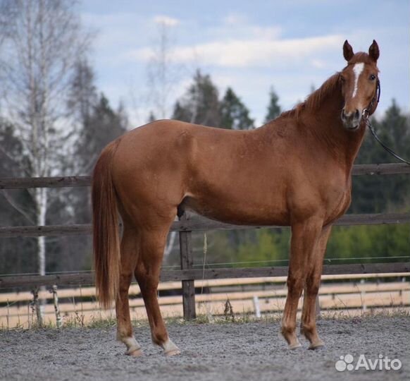 Ганноверский мерин в конкур/выездку