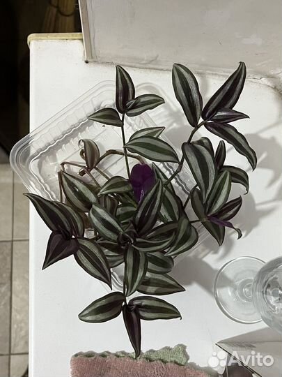 Традесканция