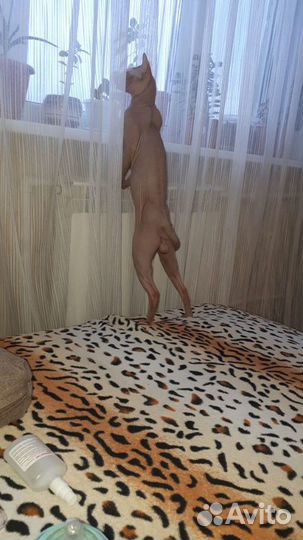 Сфинкс (вязка)