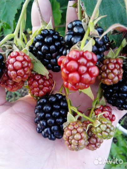 Саженцы ежевики, ежемалины, чёрной малины