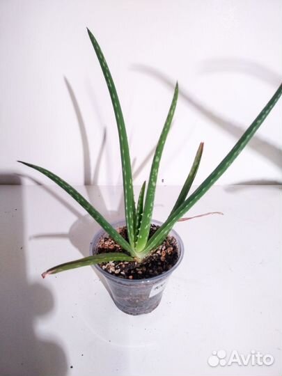 Комнатные цветы алоэ