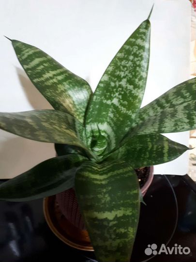 Сансевиерия или щучий хвост