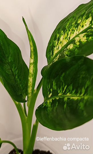 Диффенбахия Компакта