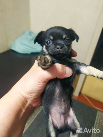 Щенки чихуахуа мини