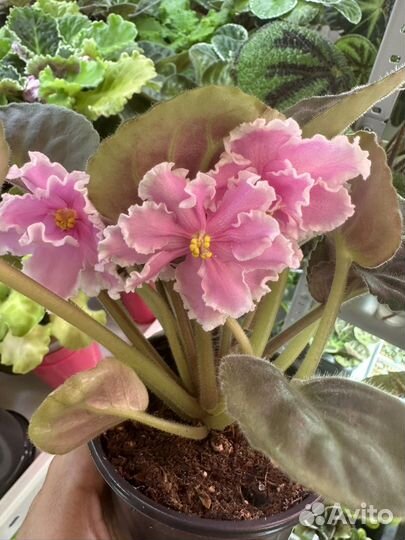 Фиалки, Хириты (примулины )