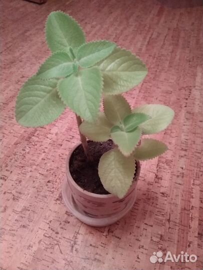 Комнатная (домашняя) мята укорененная