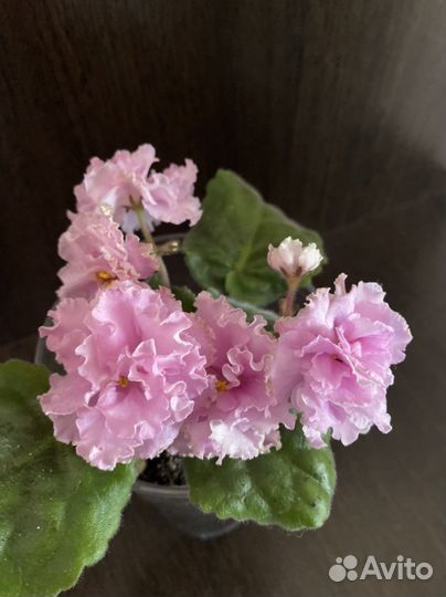 Фиалка(или поменяю на другой сорт)