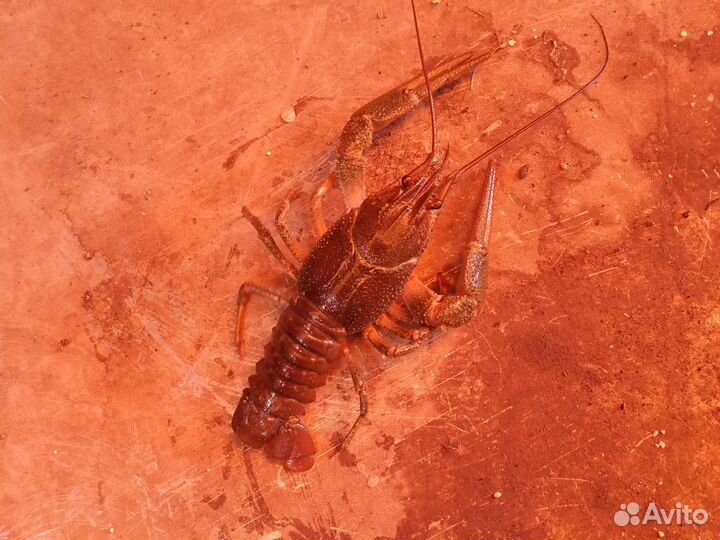 Живые раки оптом