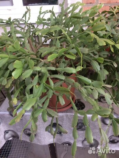 Декабрист шлюмбергера цветы розового цвета