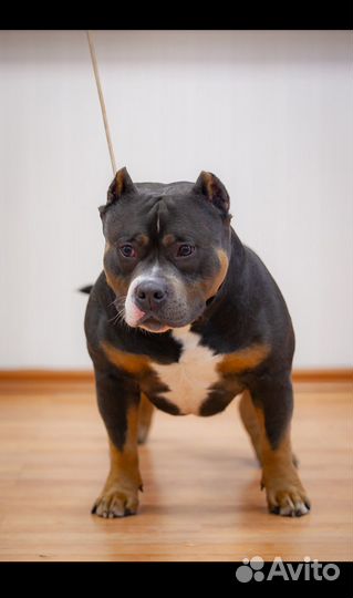 Американский булли Иракли открывается на 2 вязки