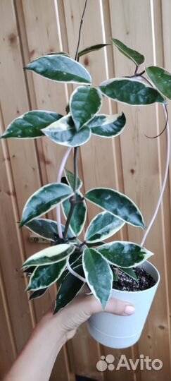 Хойя разных сортов