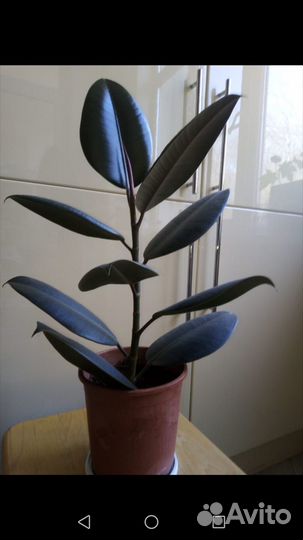Фикус бенджамина большой