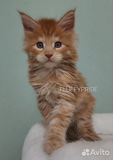 Котята мейн-кун