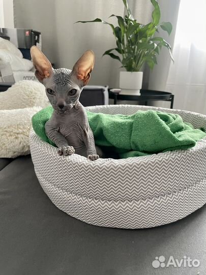 Донской сфинкс