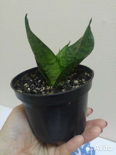 Сансевиерия низкорослая