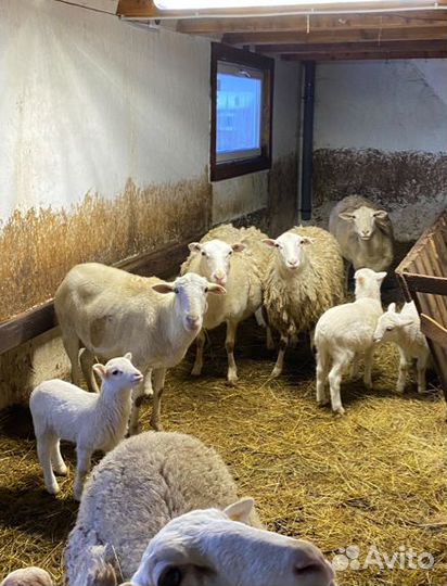 Овцы бараны катумские