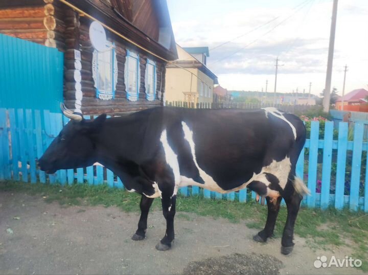 Корова с телятами