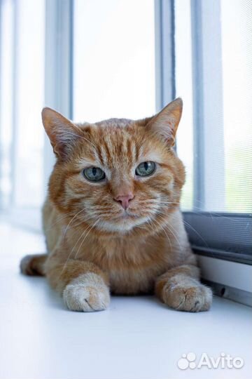 Кот Рыжик и кошка Муся