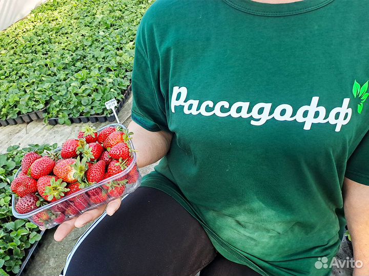 Рассада клубники. Элитные сорта оптом