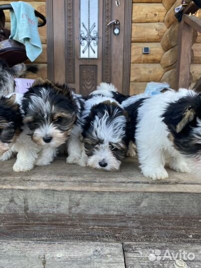 Щенки бивер и шоколад