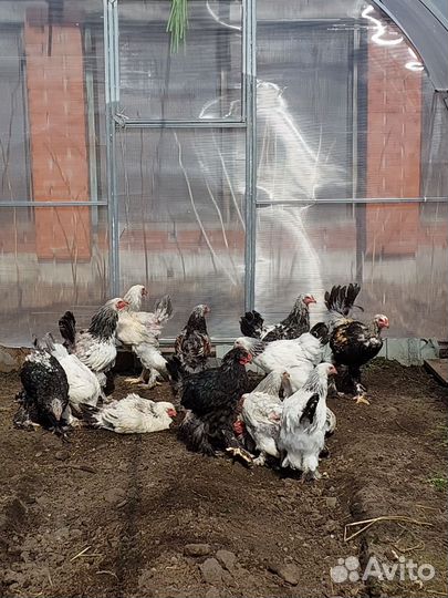 Куры и петухи брама