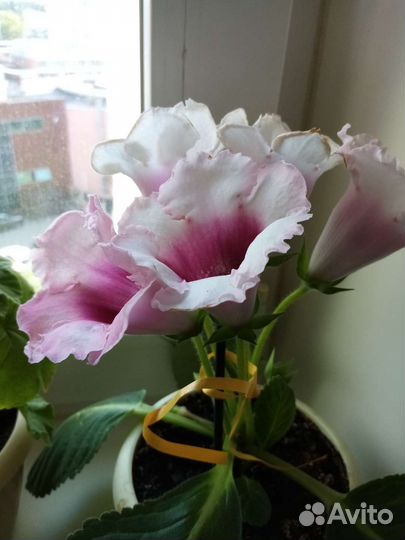 Пеларгония герань розебудная, глоксинии