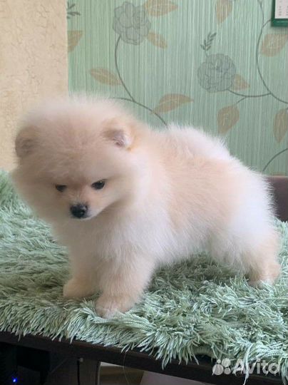 Померанский шпиц