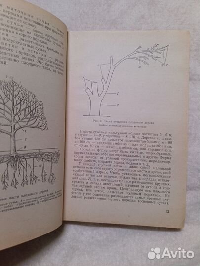 Резниченко 1966 плодовый сад