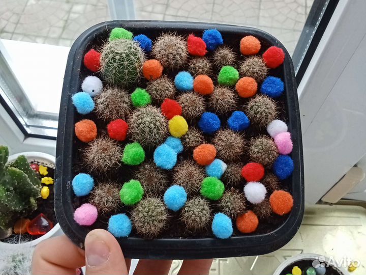 Кактусы и суккуленты детки