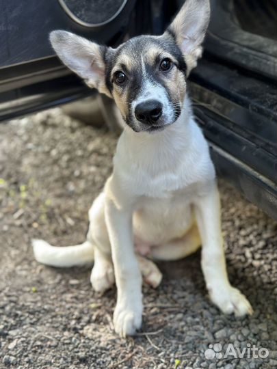 Кобель 5 мес