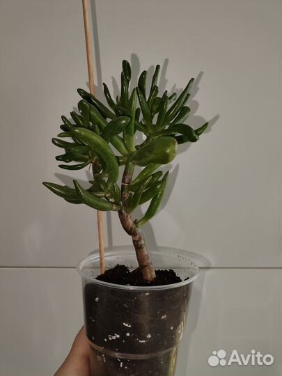 Крассула Хоббит