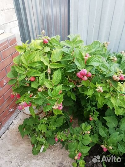 Малиновое дерево таруса