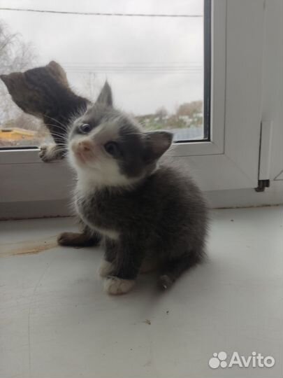 Котята в дар бесплатно